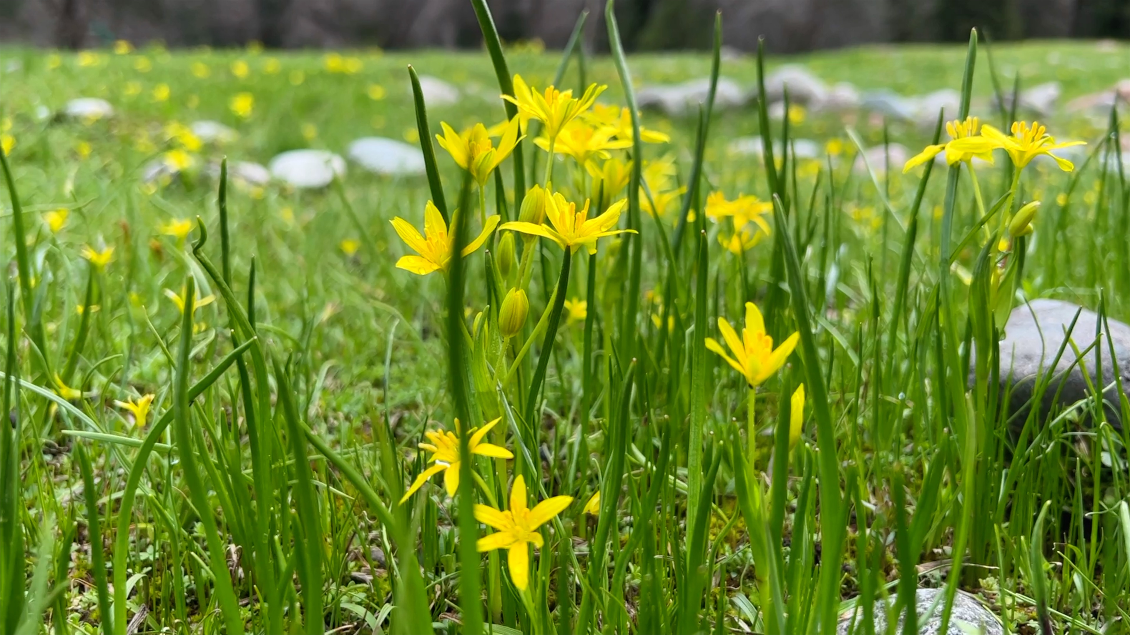 黄色顶冰花2.jpg 黄色顶冰花2.jpg