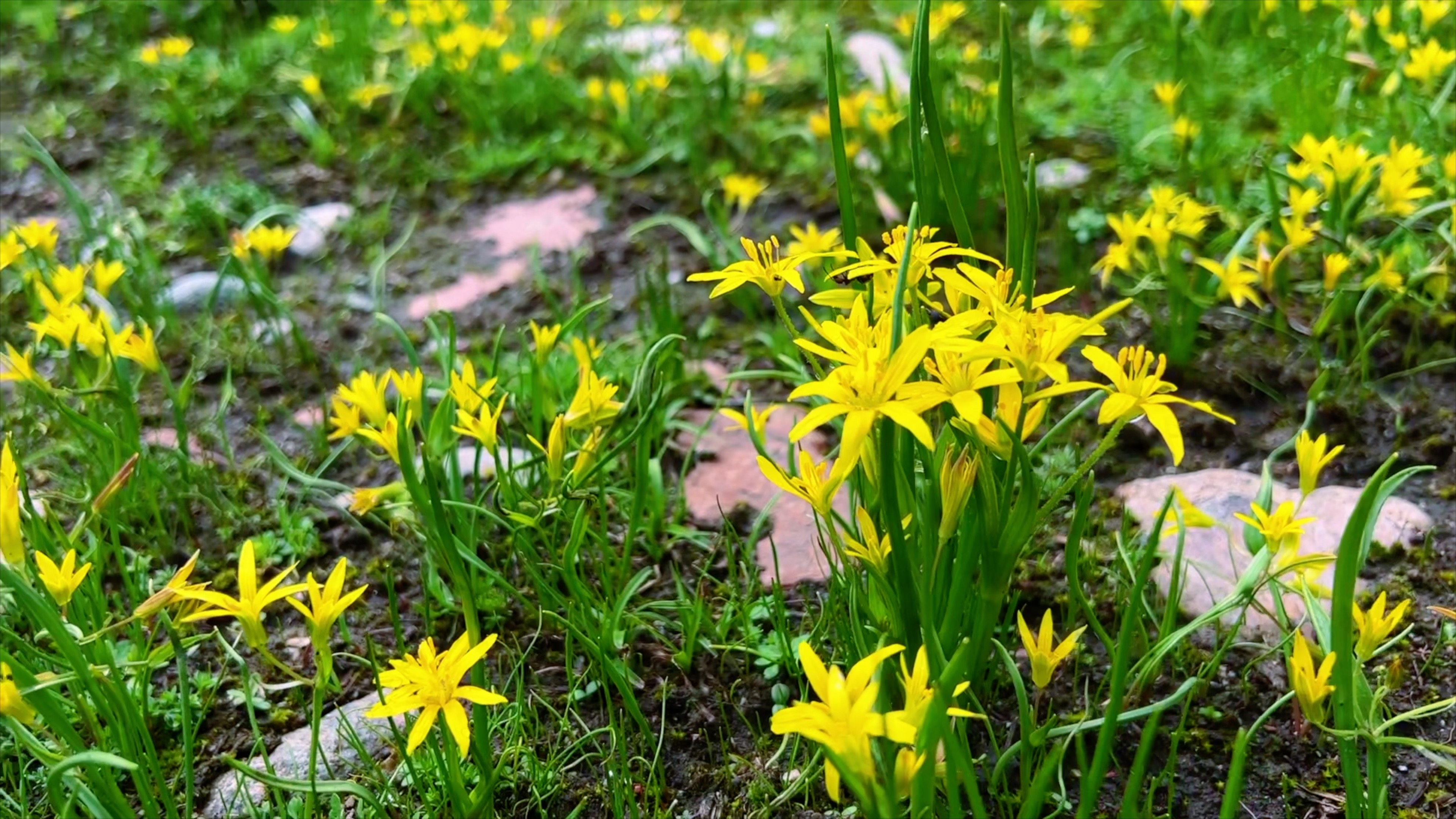 黄色顶冰花.jpg 黄色顶冰花.jpg