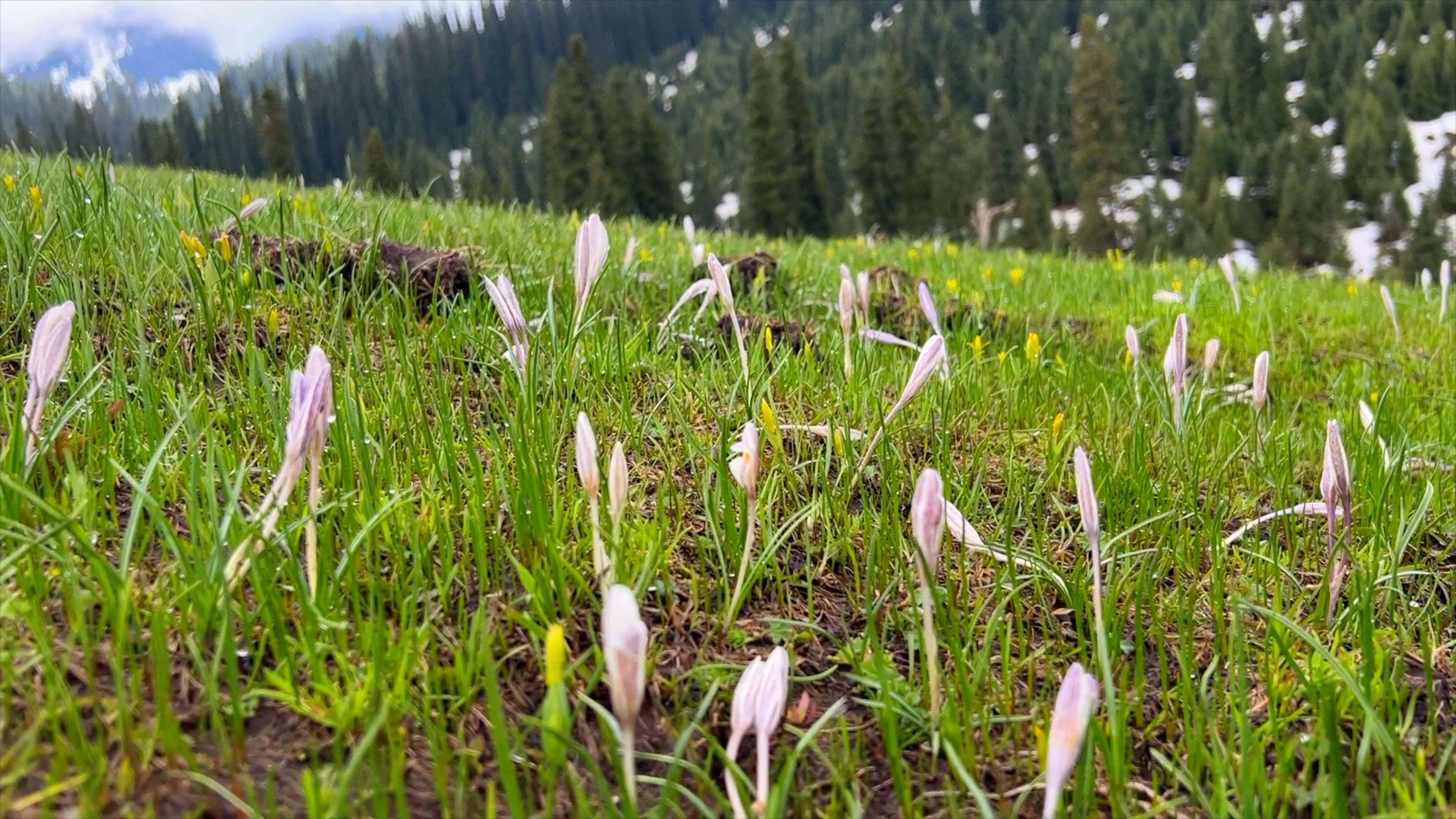 白色顶冰花2.jpg 白色顶冰花2.jpg